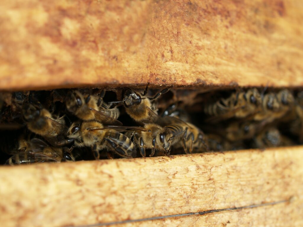 abeille apiculture jardin du vivant