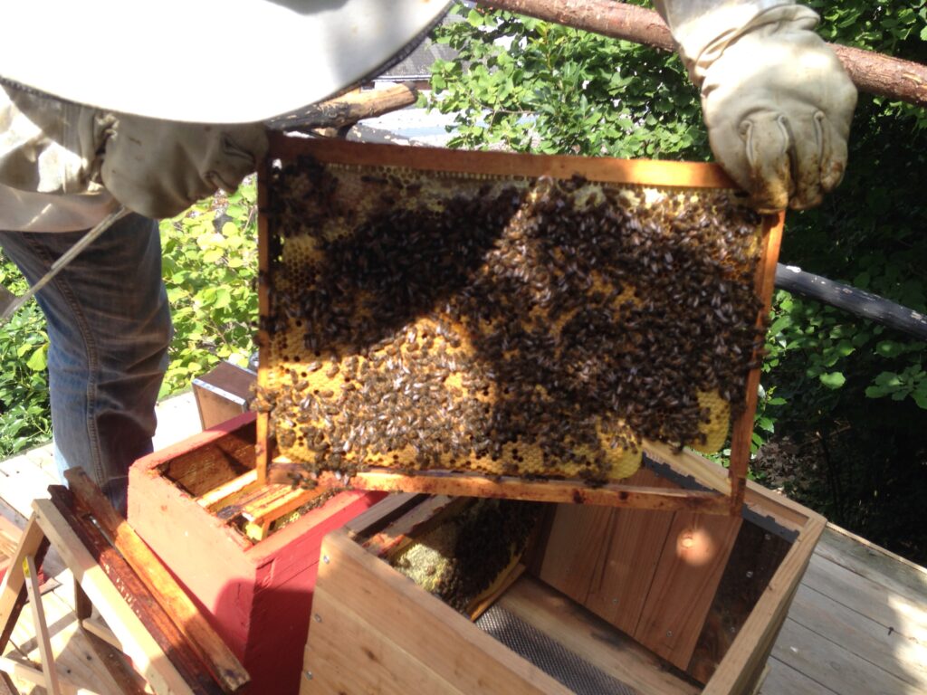ruche-apiculture